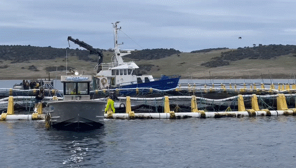 An aquaculture farm in Australia