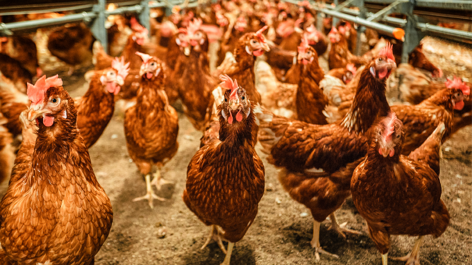 Chew's Agriculture - Freedom for fowls