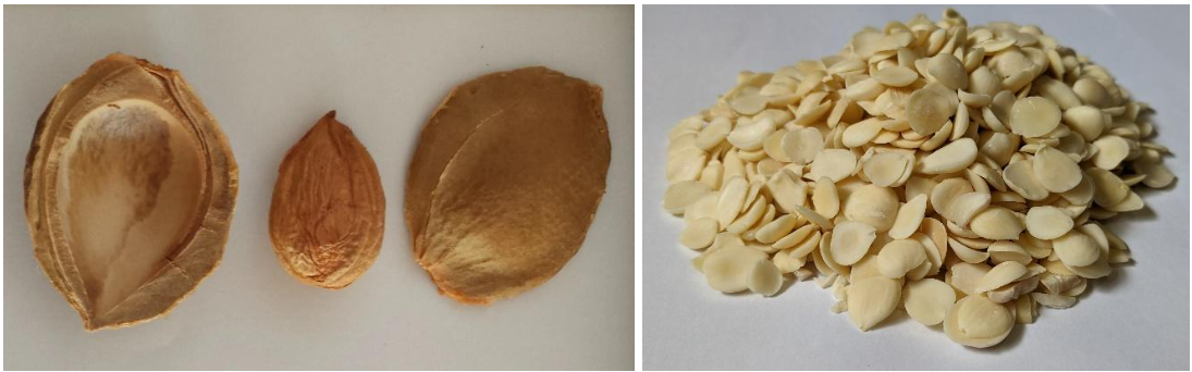 (left) Apricot kernel and seed shell & (right) Deskinned apricot kernels