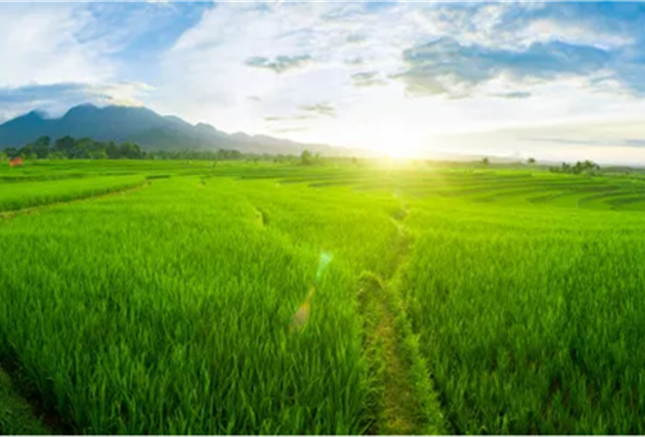 Rice field