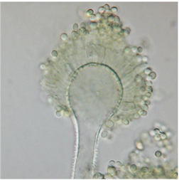 Microscopic image of Aspergillus flavus