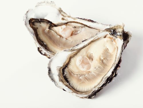 Oysters