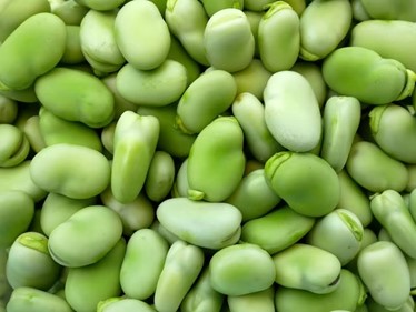 Fava Beans